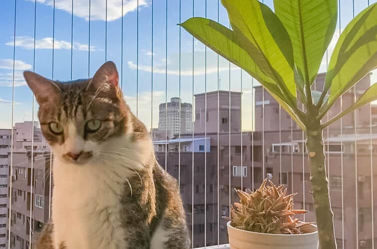 Cat Invisible Grille sg